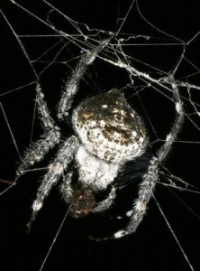 huge-spider-webs-close-up-darwinia_26174_600x450