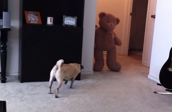 Video: The Result of Scaring a Pug with a Teddy Bear is Quite a Mess