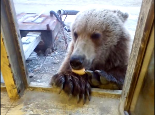 Man in Russia Feeds Wild Bear Cookies Through His Window