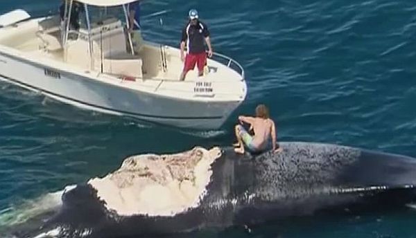 Video: Australian Man Riding a Dead Whale Surrounded By Sharks